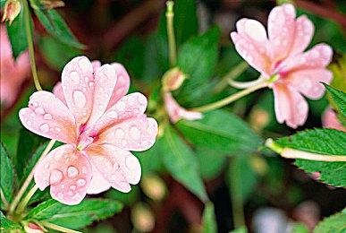 Steam免费游戏含加密货币欺诈被下架 玩家质疑官方动作迟缓